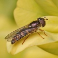 Meligramma euchromum, hoverfly, female, Alan Prowse
